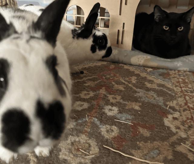 Pondy, Sass, and Duck